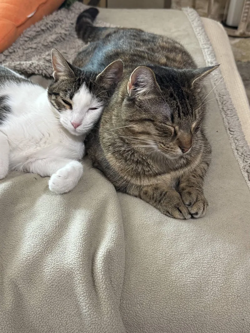 An adult medium-sized female Tabby (Brown / Chocolate) Tabby cat named Olive & Abbey for adoption in Midlothian, TX