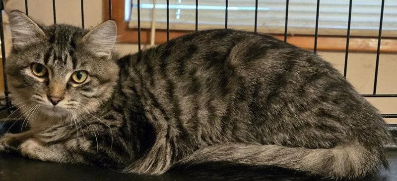 A young medium-sized female Domestic Short Hair cat named Tiger Lily for adoption in Battle Ground, WA