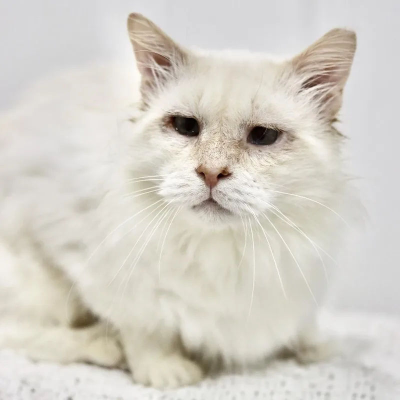 A senior large-sized male Domestic Long Hair cat named Olaf for adoption in miami, FL