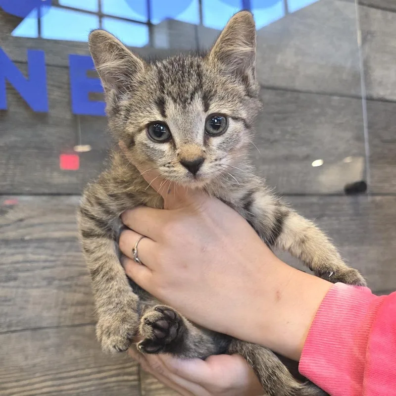 A baby small-sized male Brown / Chocolate Domestic Short Hair cat named Iron for adoption in Fort Wayne, IN