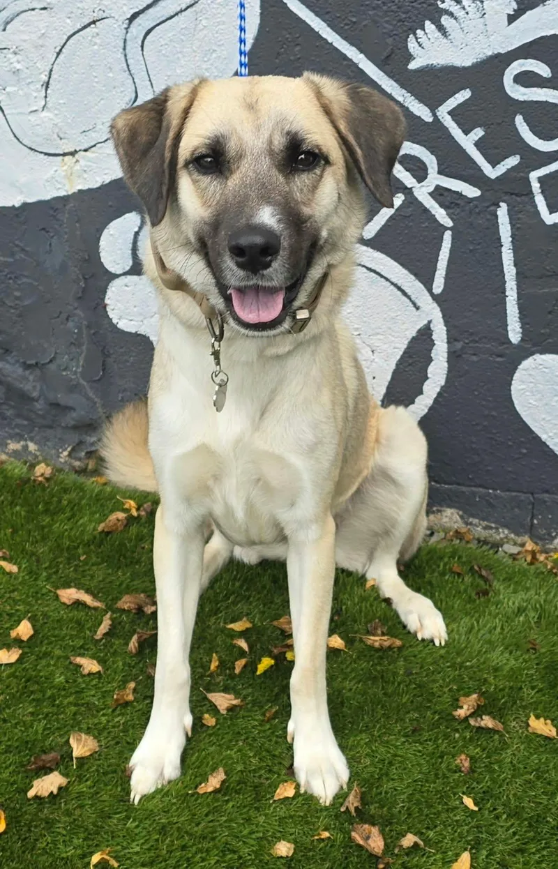 A young medium-sized female Tricolor (Brown, Black, & White) Shepherd dog named London for adoption in Newport, TN