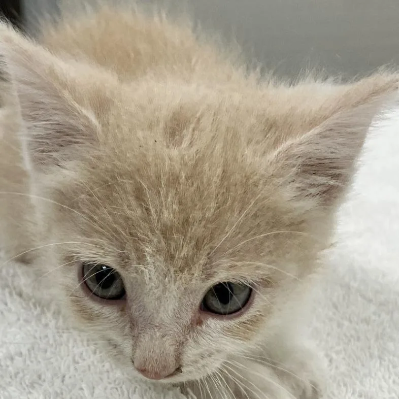 A baby small-sized female Buff / Tan / Fawn Domestic Short Hair cat named Kendall for adoption in Las Cruces, NM
