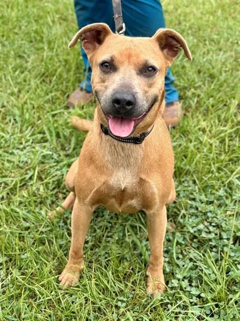 A young medium-sized female American Staffordshire Terrier dog named Pompai for adoption in York, SC