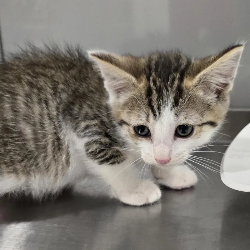 A baby small-sized male Gray / Blue / Silver Domestic Short Hair cat named Doc for adoption in Washburn, MO