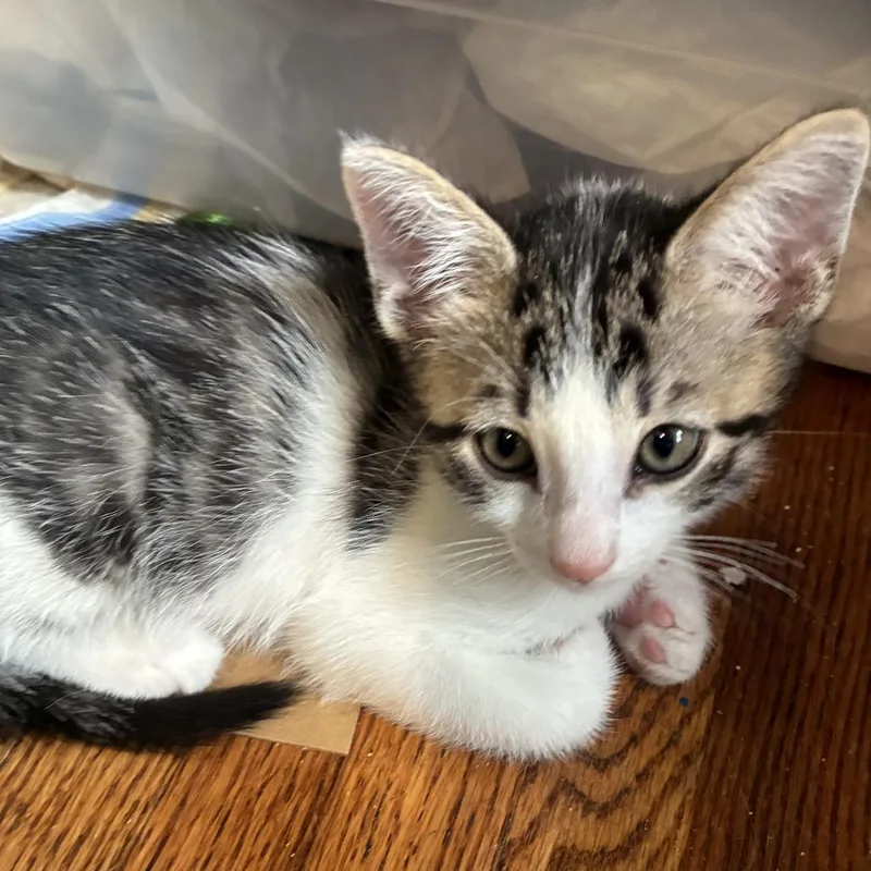 A baby small-sized male Brown / Chocolate Domestic Short Hair cat named Raphael for adoption in New York, NY