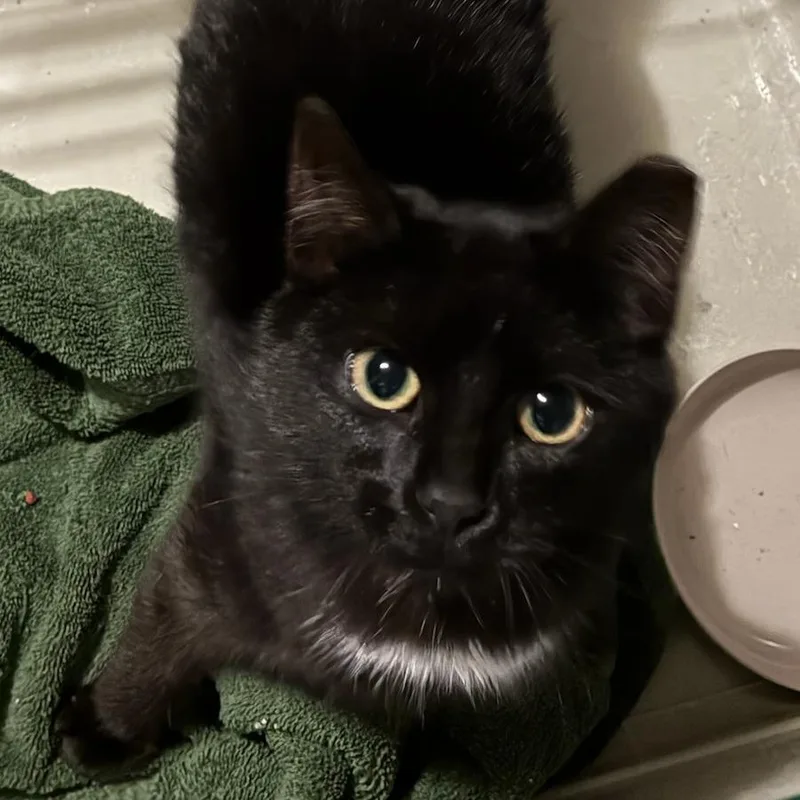 A baby small-sized female Black Domestic Short Hair cat named Onyx for adoption in Manheim, PA