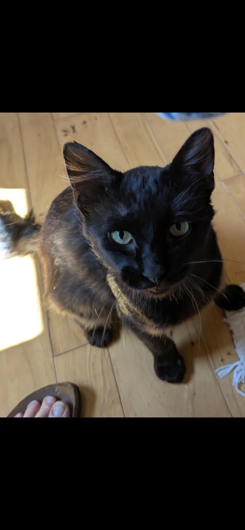 An adult medium-sized male Black Domestic Short Hair cat named Licorice for adoption in Port Washington, WI