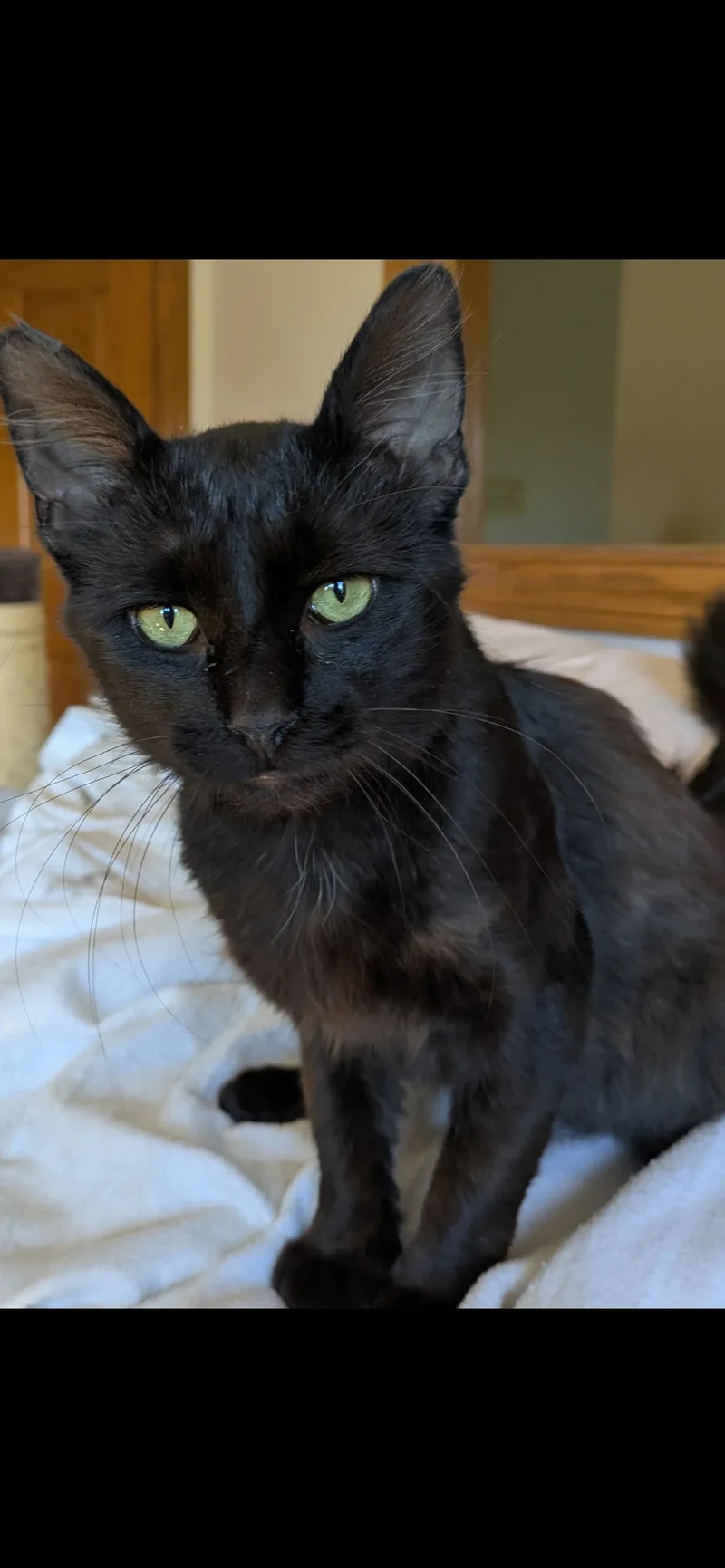 Licorice thumbnail 2