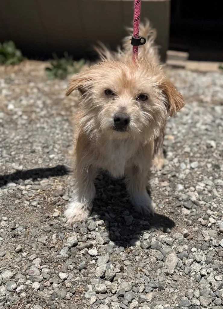 An adult medium-sized male Terrier dog named Lazlo for adoption in Vacaville, CA