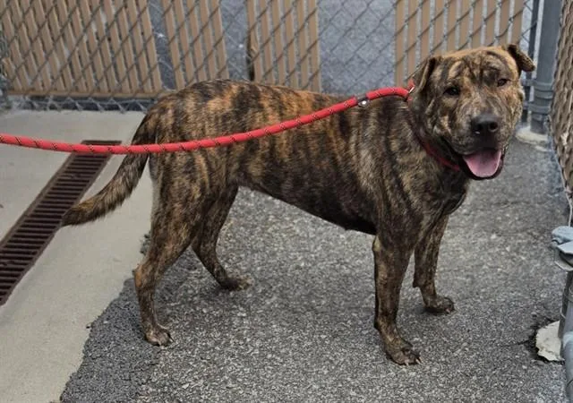 A young large-sized female Shar-Pei dog named Reece for adoption in Lincolnton, NC