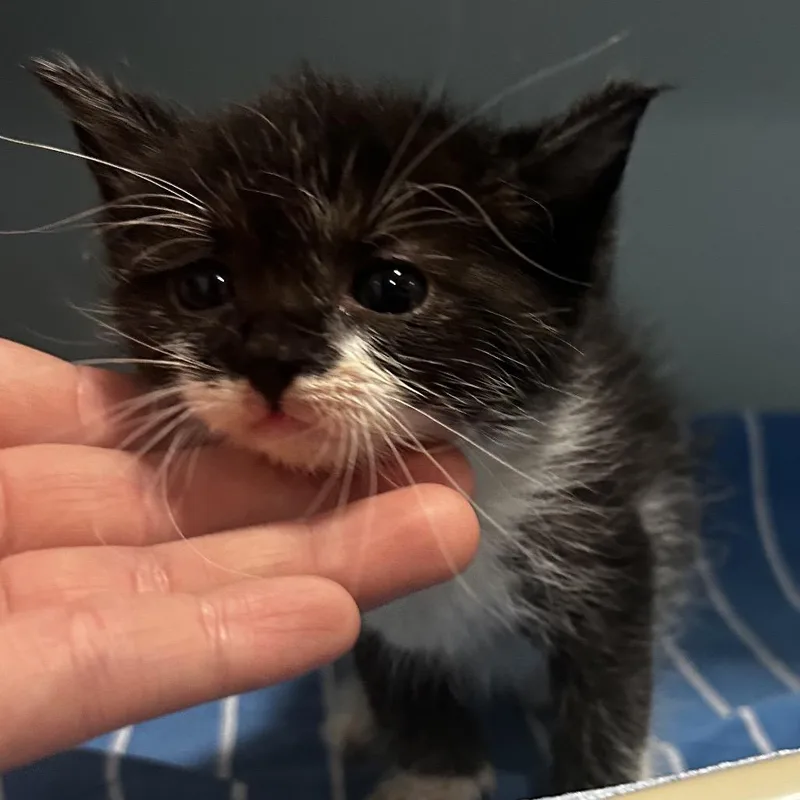A baby small-sized female Black Domestic Short Hair cat named Hoagie for adoption in Chattanooga, TN