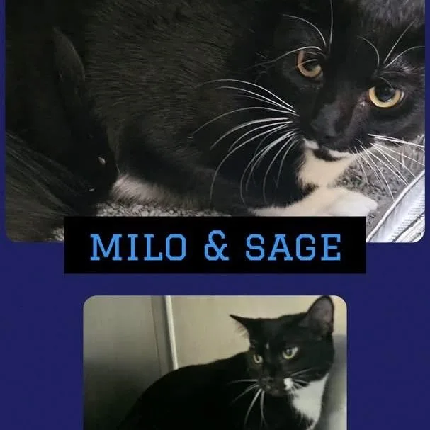 A young large-sized male Domestic Short Hair cat named Milo for adoption in Wheeling, IL