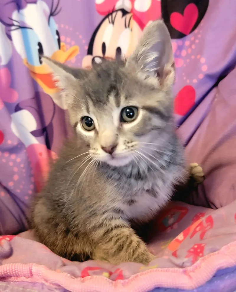 A baby small-sized male Tabby cat named Malcolm Allen for adoption in Somerset, KY