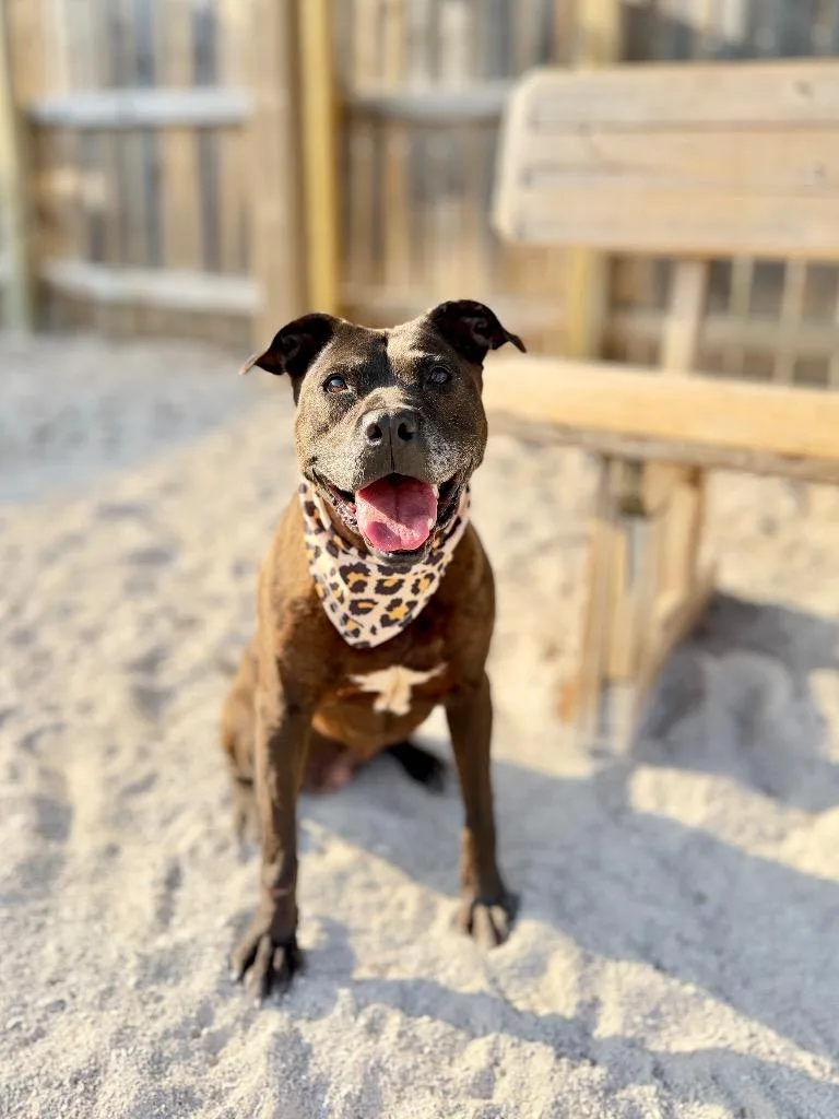 An adult medium-sized female Mixed Breed dog named Tammy for adoption in Muskegon, MI