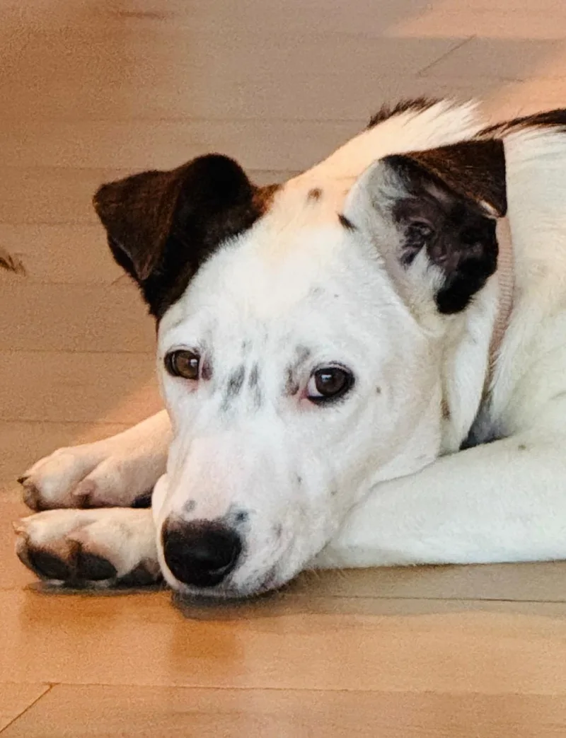 Gorgeous Gracee Cattle