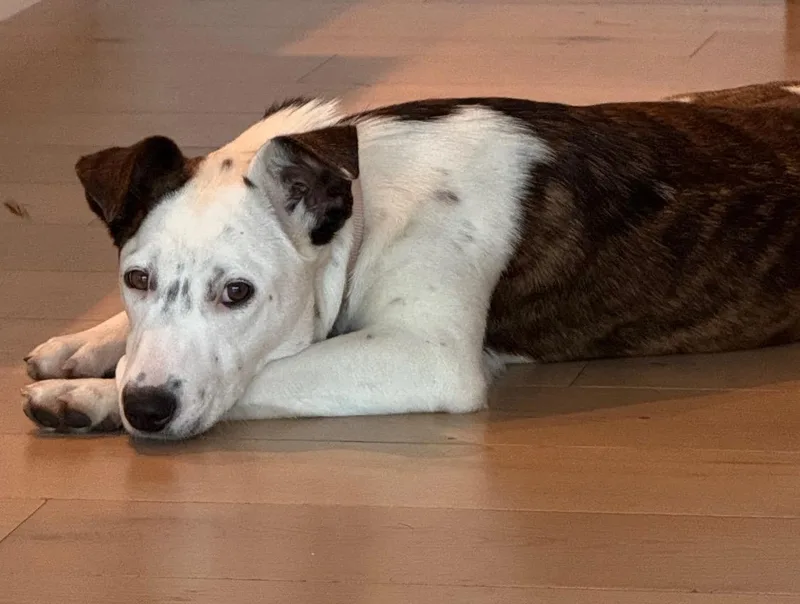 Gorgeous Gracee  Cattle thumbnail 4