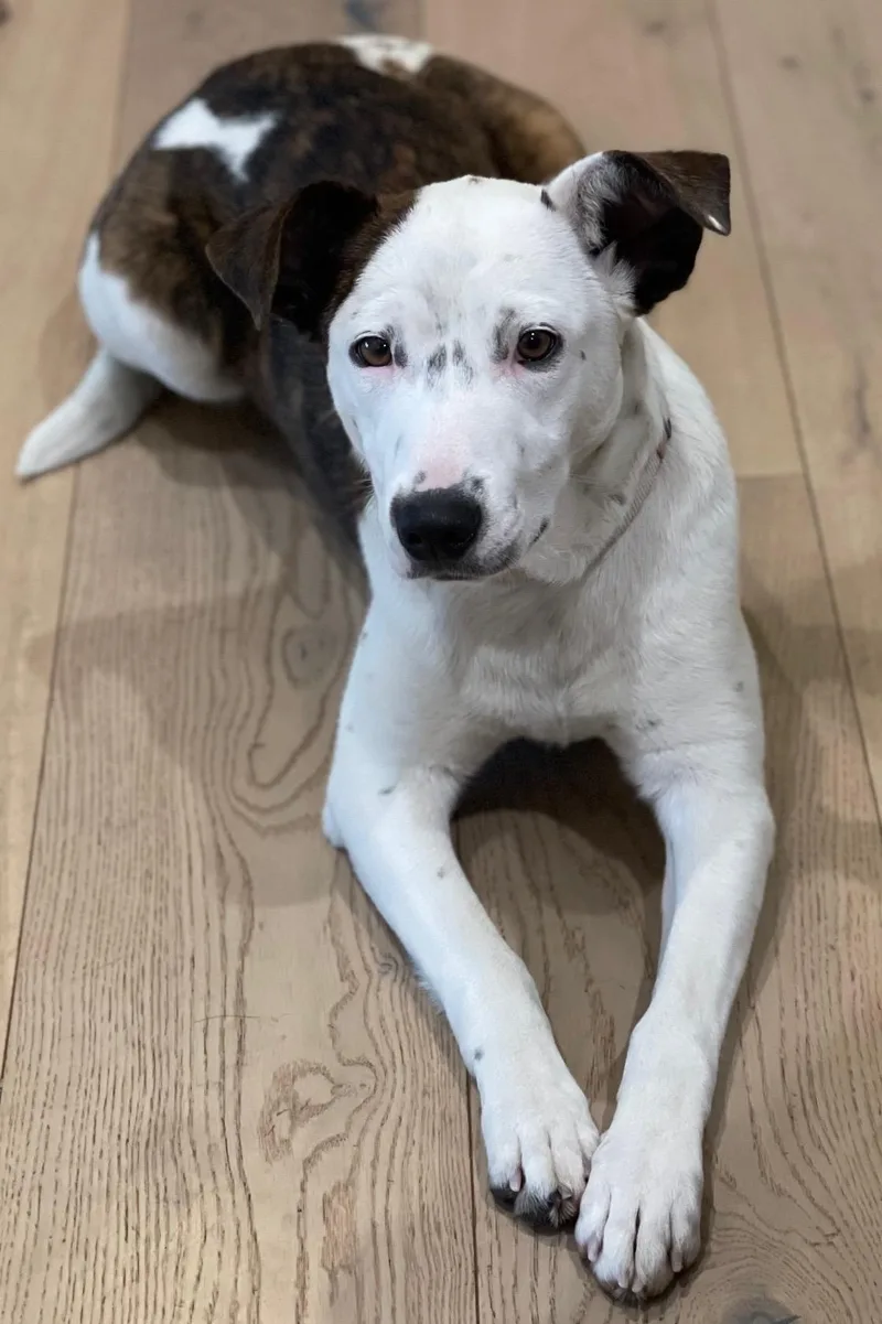 Gorgeous Gracee  Cattle thumbnail 5