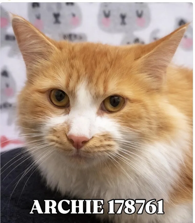 Archie