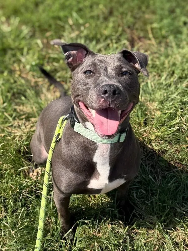 An adult medium-sized female Gray / Blue / Silver Mixed Breed dog named Snack Wrap for adoption in Cincinnati, OH