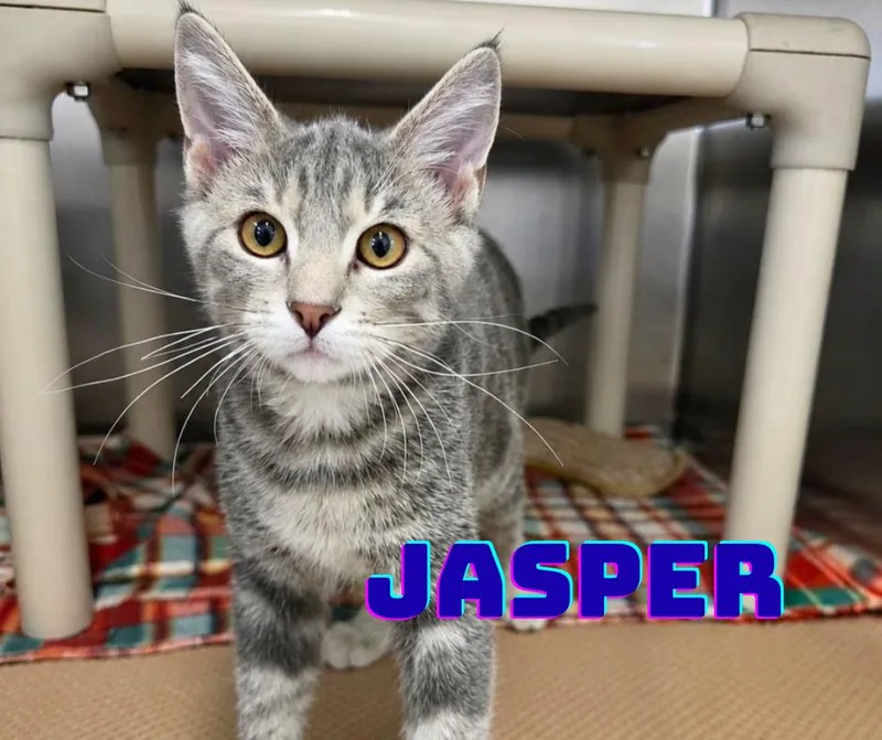 A baby medium-sized male Tabby (Gray / Blue / Silver) Domestic Short Hair cat named Jasper for adoption in Nevada, IA