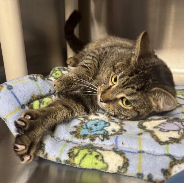 A young medium-sized male Domestic Short Hair cat named Yarnaby for adoption in Vancouver, WA