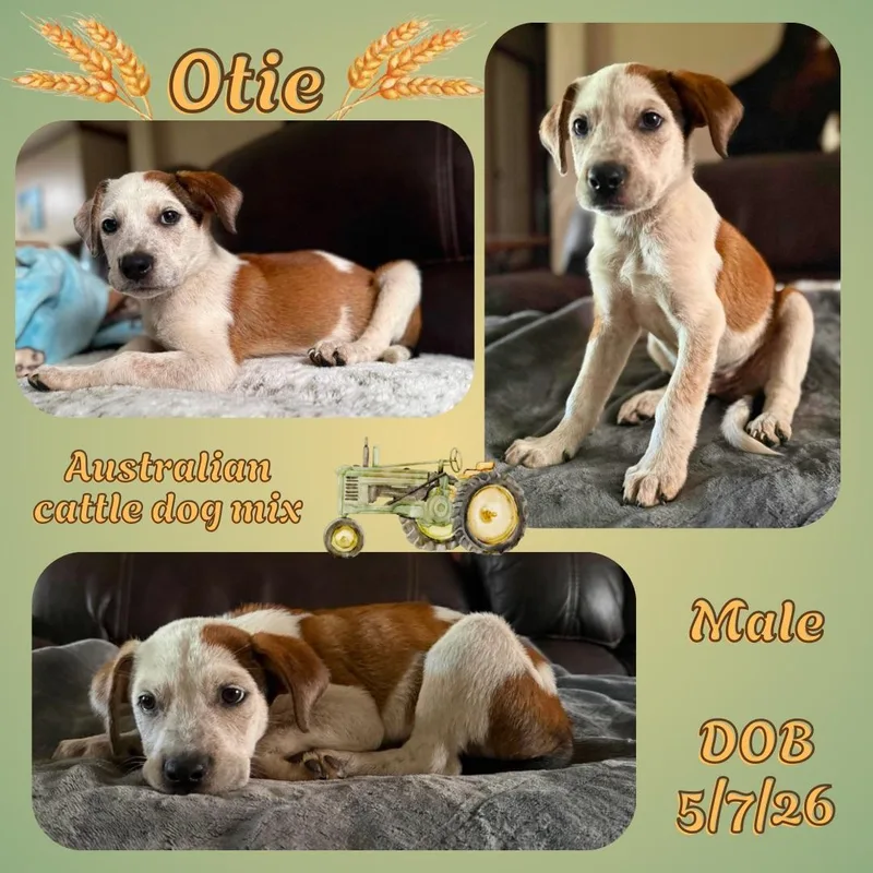 A baby medium-sized male Red / Chestnut / Orange Australian Cattle Dog / Blue Heeler dog named Otie for adoption in Caldwell, TX