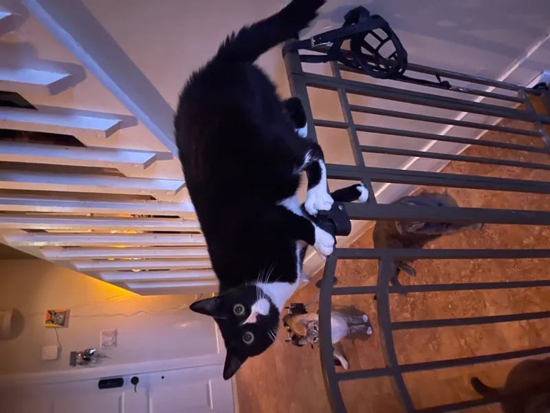 Sushi Noodles thumbnail 3