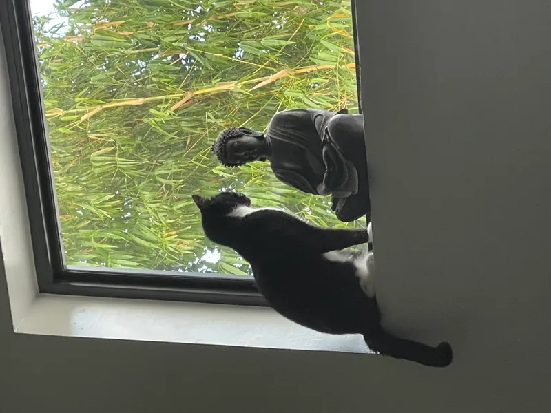 Sushi Noodles thumbnail 4