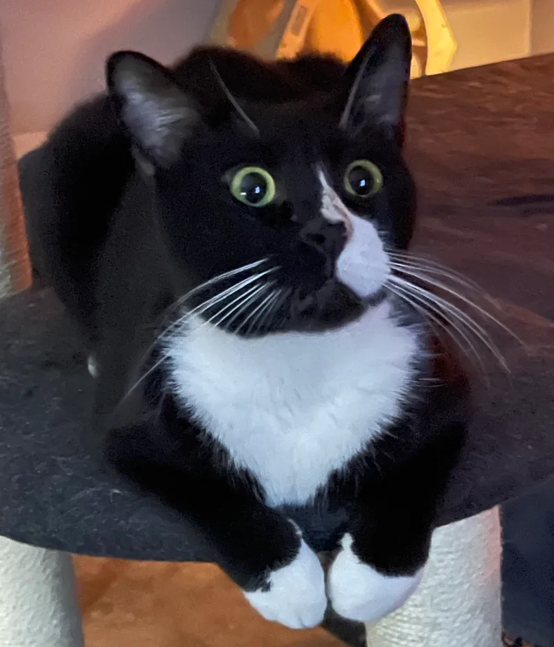 Sushi Noodles thumbnail 5