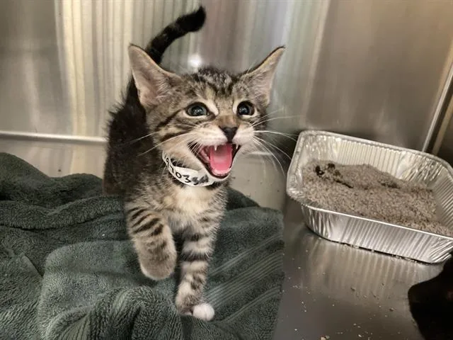 A baby small-sized male Domestic Short Hair cat named Joker for adoption in Tustin, CA