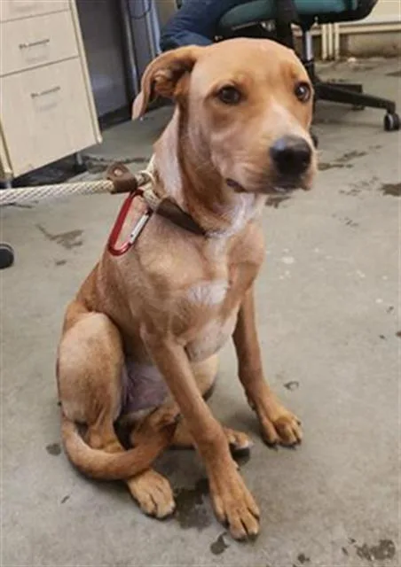 A young large-sized female Labrador Retriever dog named Canela for adoption in Camarillo, CA