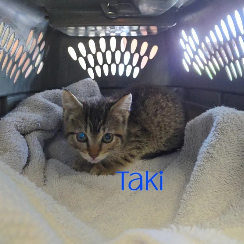 A baby small-sized female Domestic Short Hair cat named Taki for adoption in Parkersburg, WV