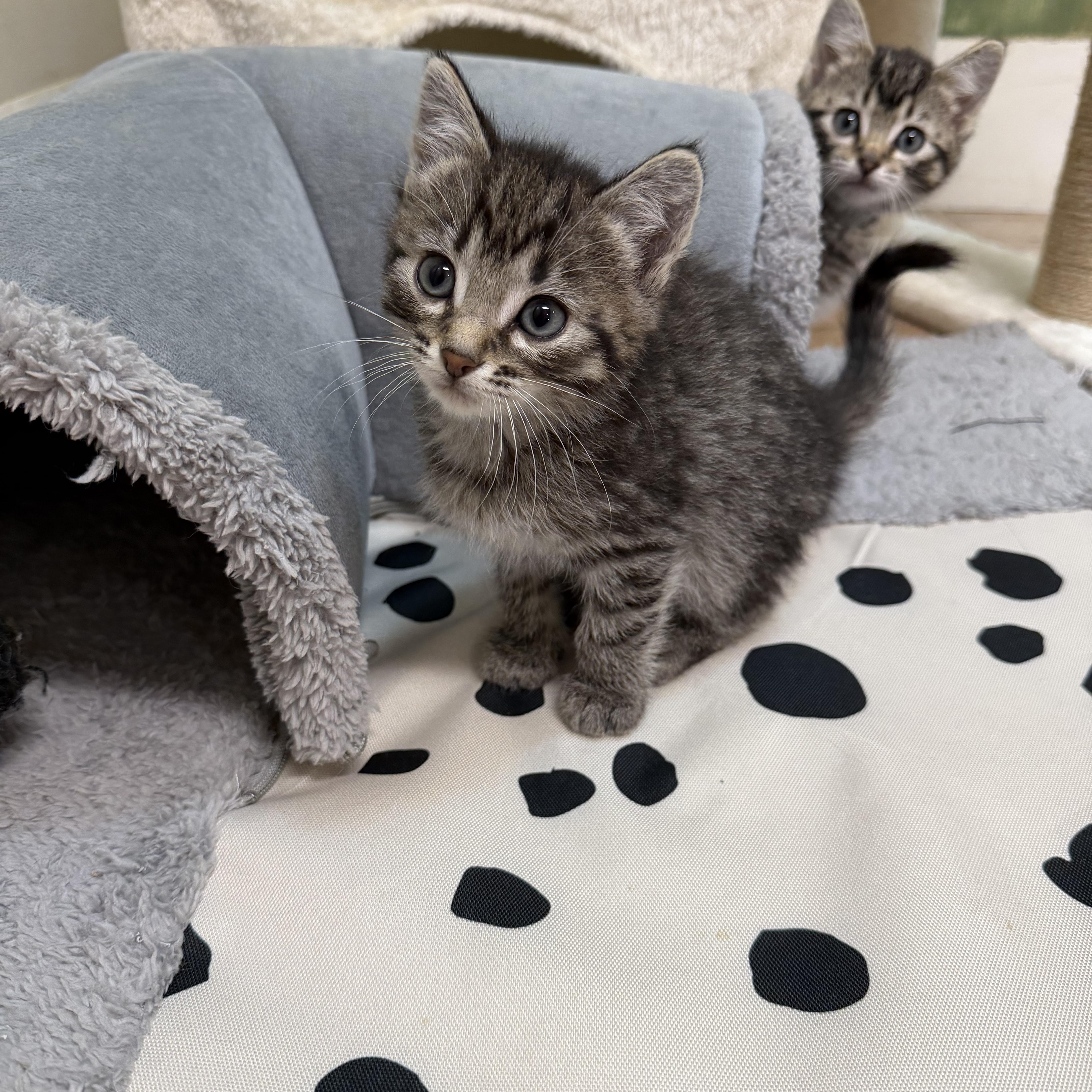 A baby medium-sized male Tabby (Brown / Chocolate) Domestic Short Hair cat named Peanut for adoption in Chisholm, MN