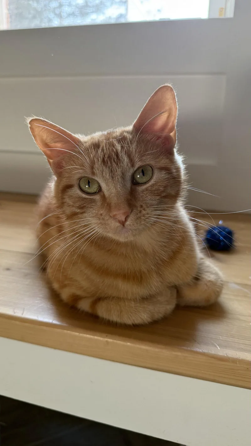 Mimi