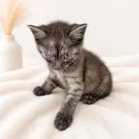 A baby medium-sized male Tabby (Buff / Tan / Fawn) Domestic Short Hair cat named Eclipse for adoption in Portsmouth, OH