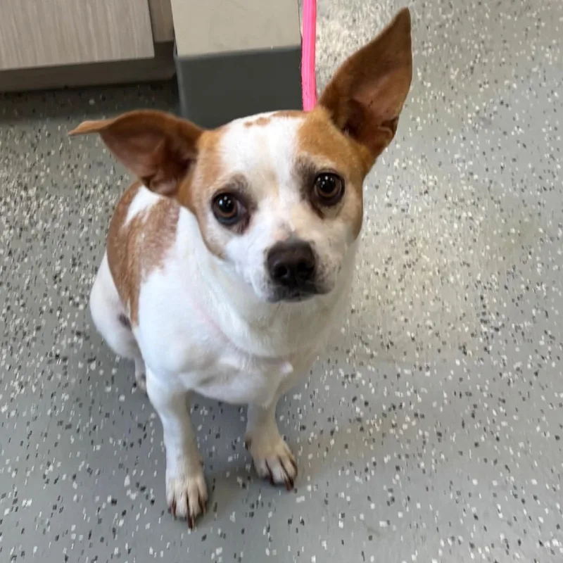 An adult small-sized female White / Cream Jack Russell Terrier dog named Charlotte for adoption in Galax, VA