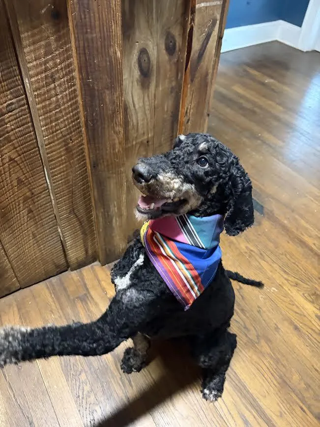A young medium-sized male Black Poodle dog named Buzz for adoption in Colbert, GA