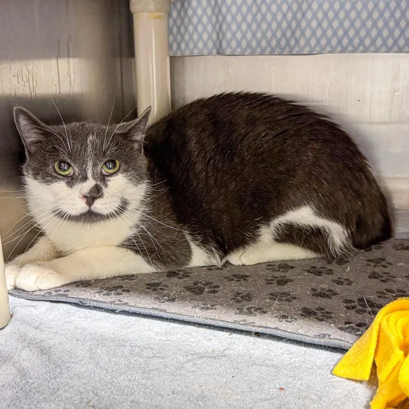 An adult medium-sized male Gray / Blue / Silver Domestic Short Hair cat named Smudge for adoption in Kennebunk, ME
