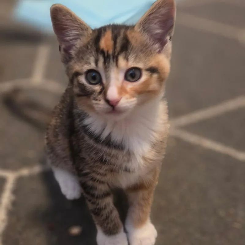 A baby small-sized female Domestic Short Hair cat named Estri for adoption in Cumming, GA