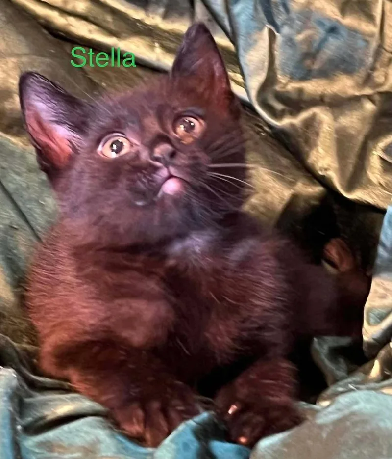 A baby small-sized female American Shorthair cat named Stella for adoption in El Dorado, AR