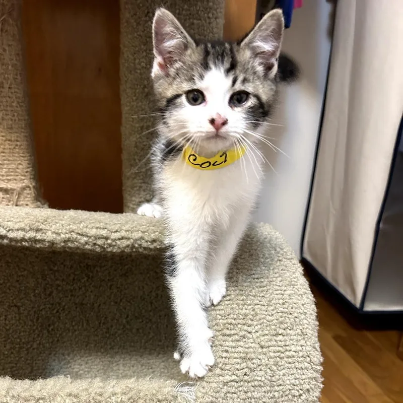 A baby small-sized male Brown / Chocolate Domestic Short Hair cat named Colt for adoption in Carmel, IN