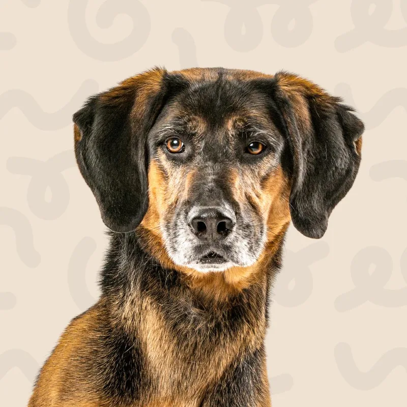 Xerxes
