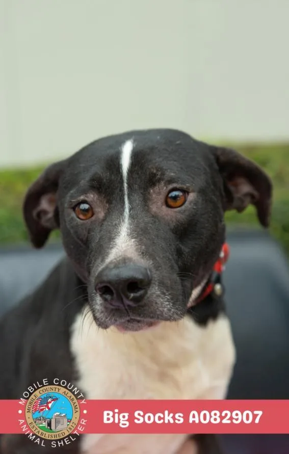 A young medium-sized male Labrador Retriever dog named Big Socks for adoption in Mobile, AL