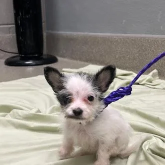 A baby small-sized female Terrier dog named Vigilance for adoption in Las Vegas, NV