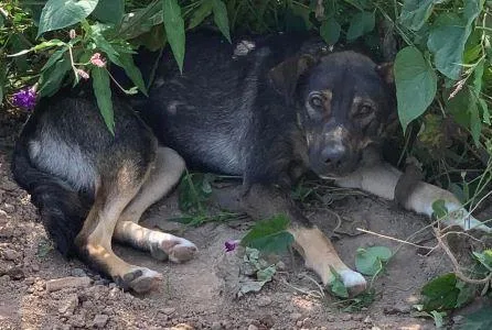 An adult large-sized female German Shepherd Dog dog named Abigail for adoption in Sistersville, WV