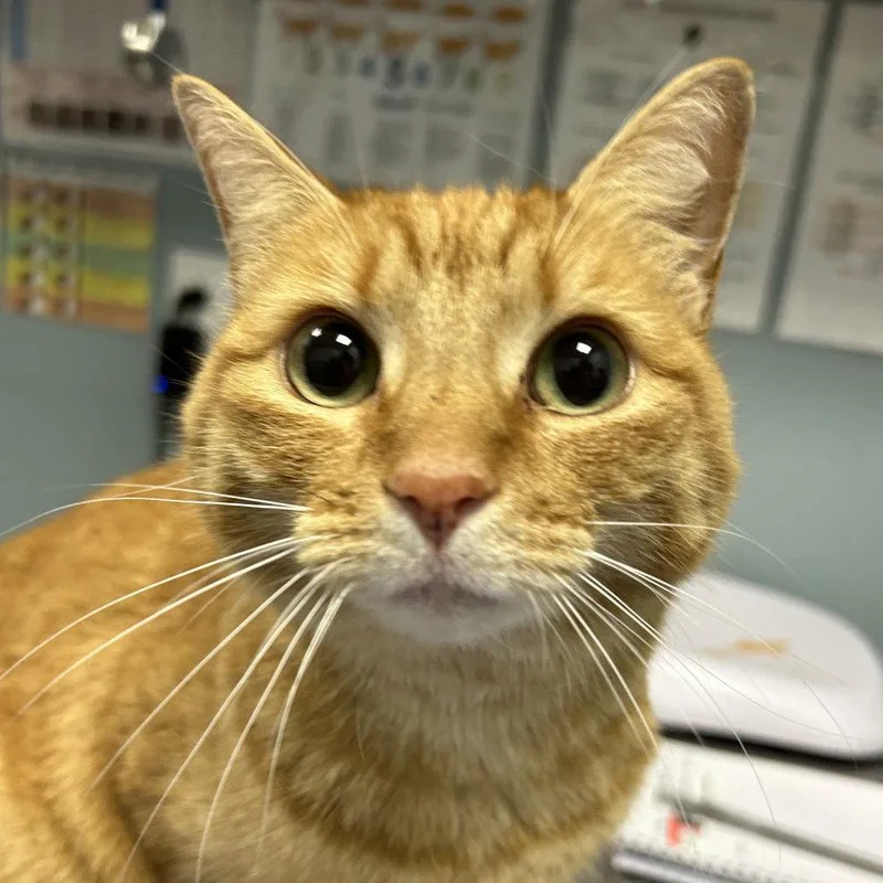 An adult medium-sized female Orange / Red Domestic Short Hair cat named Shiny for adoption in New Castle, DE