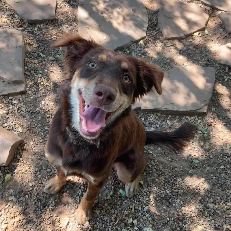 A young medium-sized female Brown / Chocolate Mixed Breed dog named Reese's for adoption in Duncan, OK