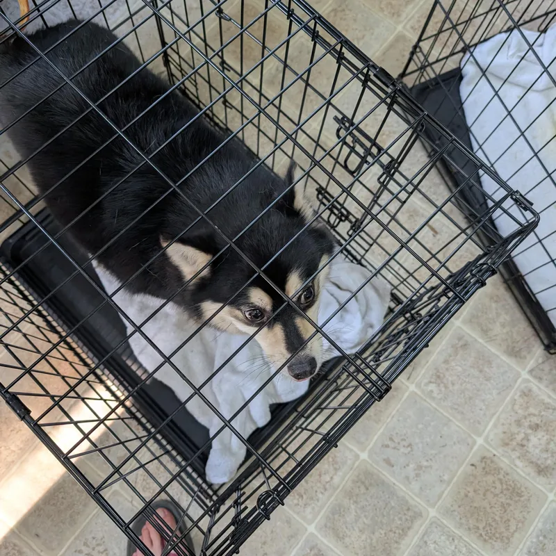 An adult small-sized female Pomsky dog named Marlene for adoption in Danville, VT