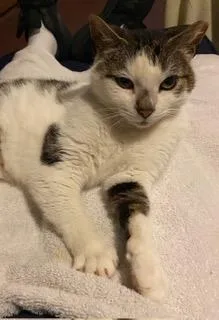 A young medium-sized female White Domestic Short Hair cat named Chloe Starr for adoption in Stowe, PA