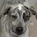 A baby medium-sized female Australian Cattle Dog / Blue Heeler dog named Sparky for adoption in Brenham, TX